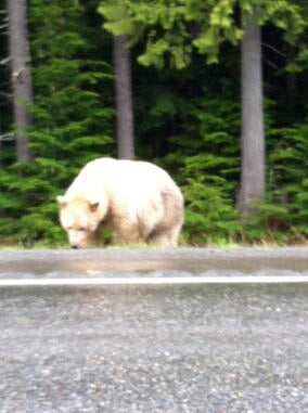 Spirit Bear on side of road