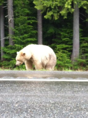 Spirit Bear on side of road 2