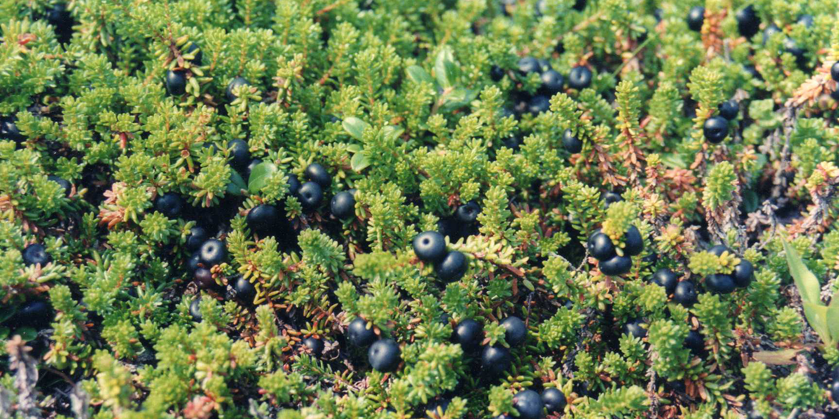 Black Crowberries. Photo: Leonora (Ellie) Enking, Flickr.