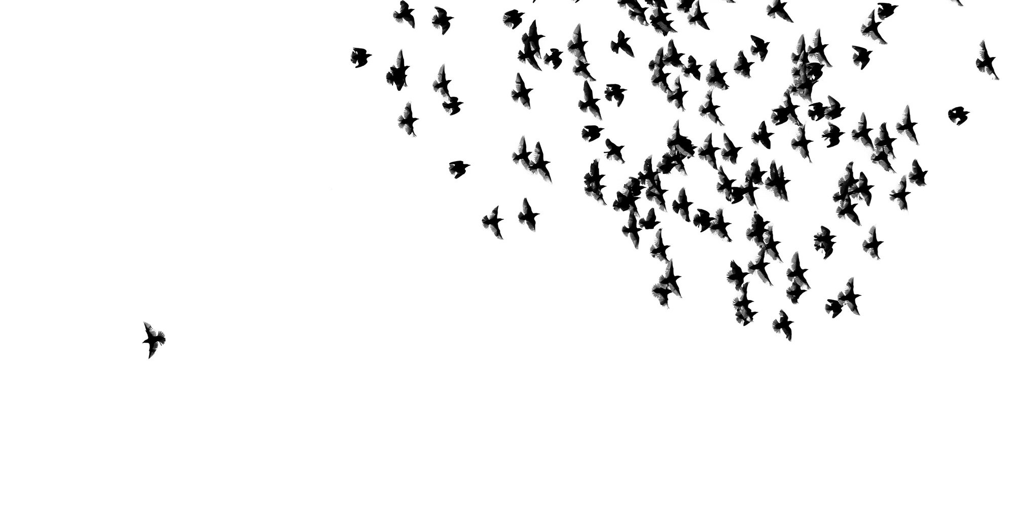one bird and many