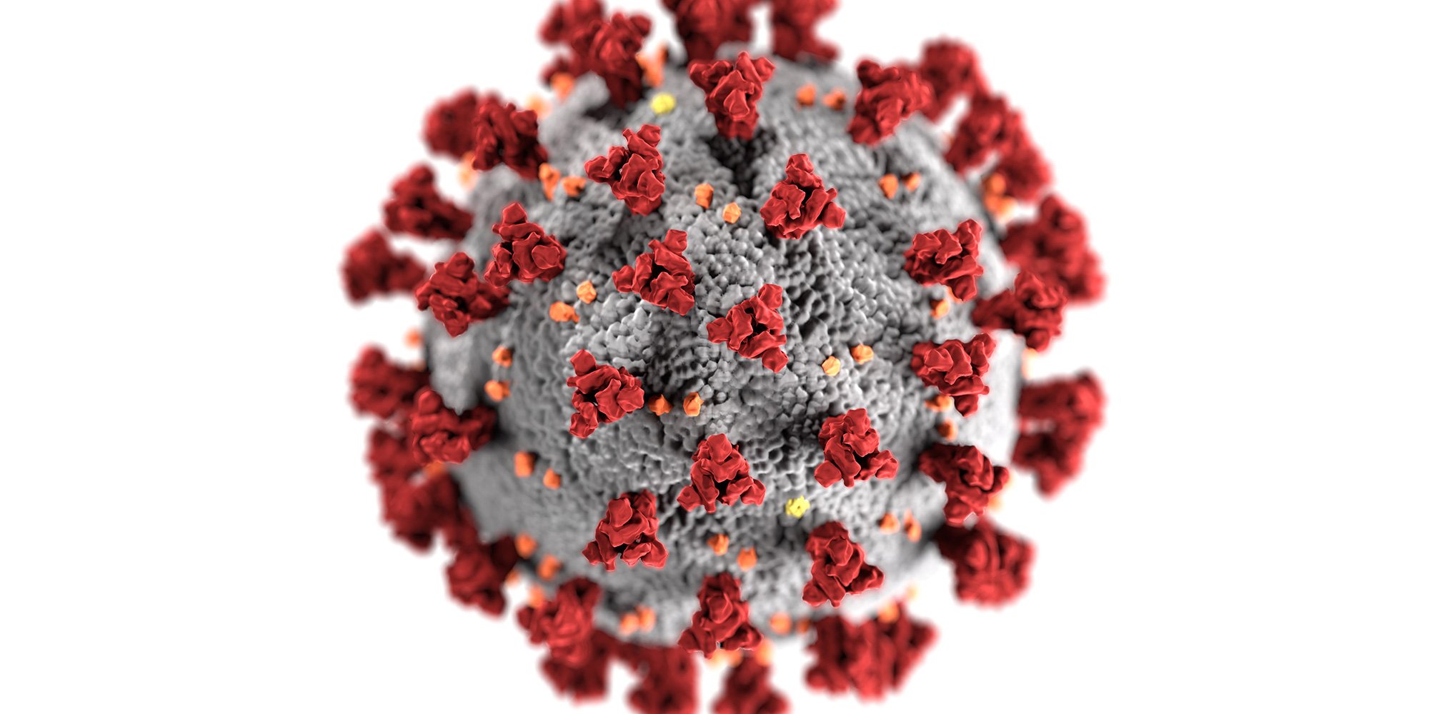 COVID 19 virus