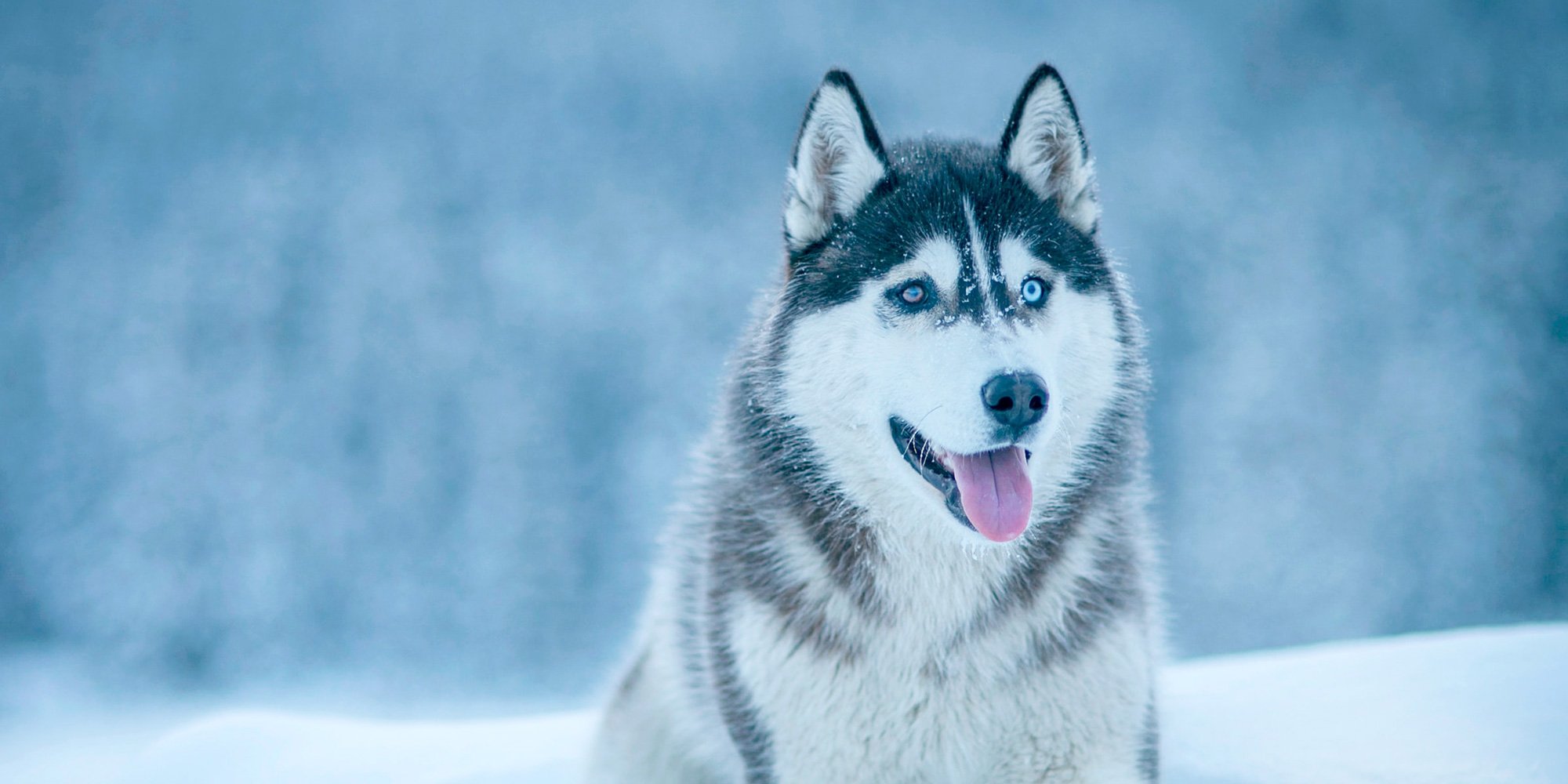 husky dog in snow