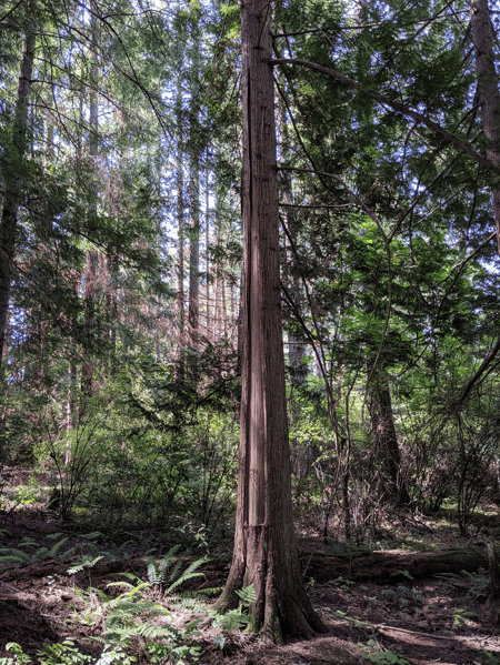 Indigenous culturally modified trees