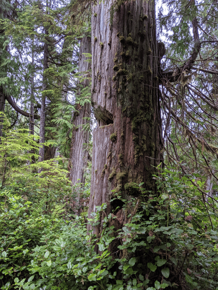 Indigenous culturally modified trees