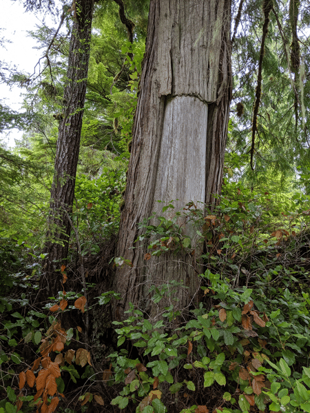 Indigenous culturally modified trees