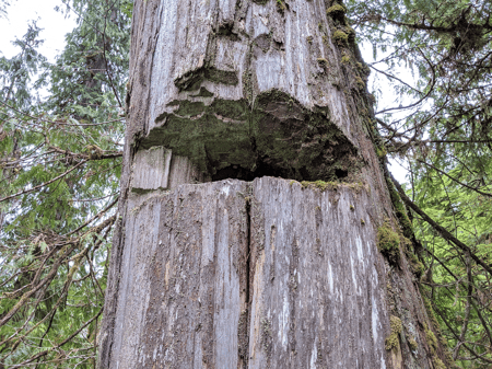 Indigenous culturally modified trees