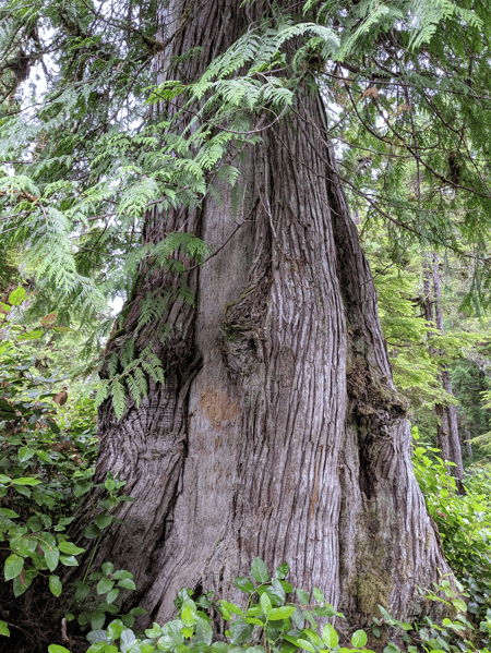 Indigenous culturally modified trees