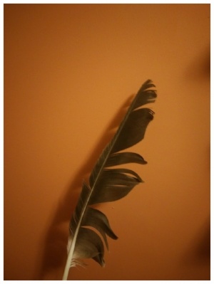 eagle-feather-628895-edited.jpg eagle-feather-628895-edited.jpg
