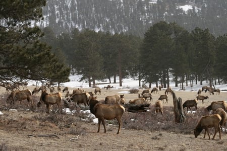 picture of elk