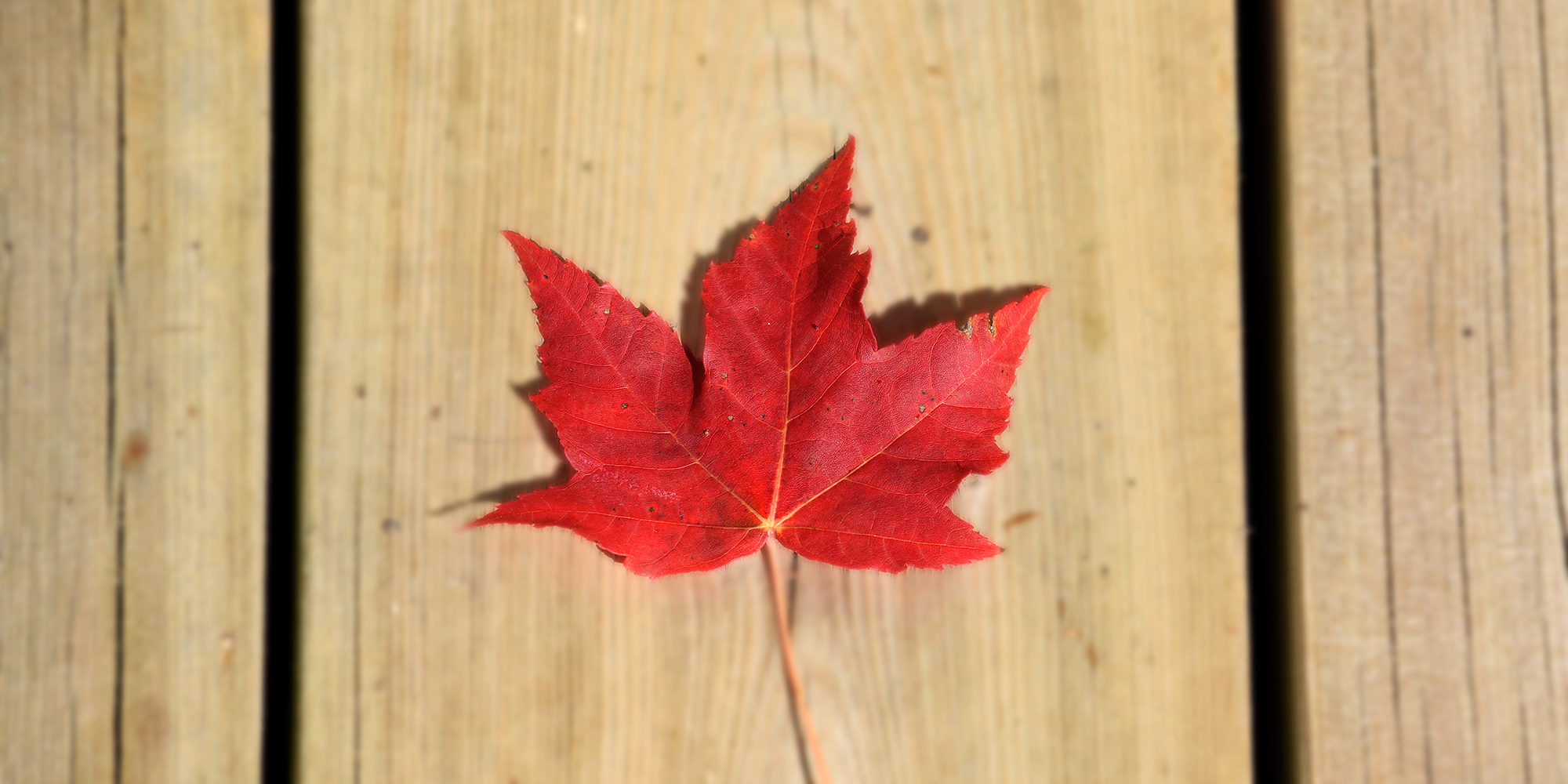 red maple leaf on wood deck