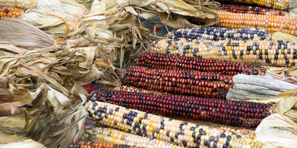 Indian corn