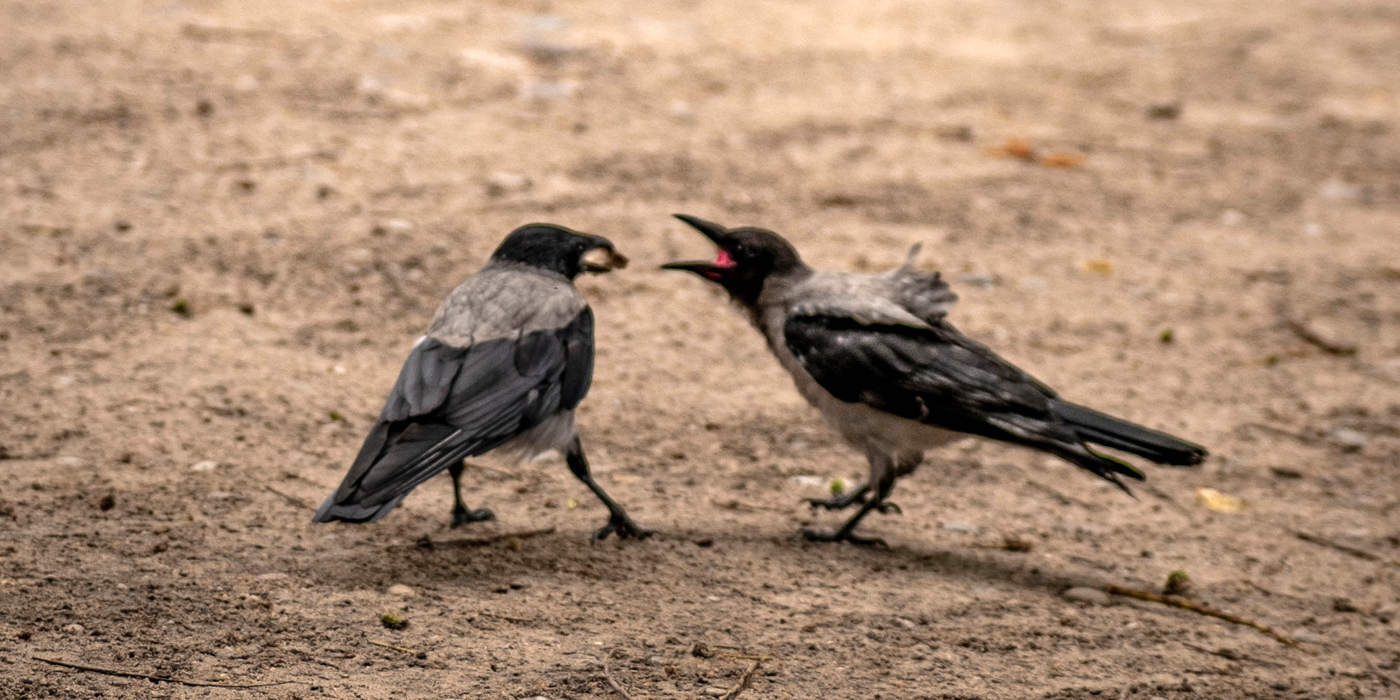 arguing birds