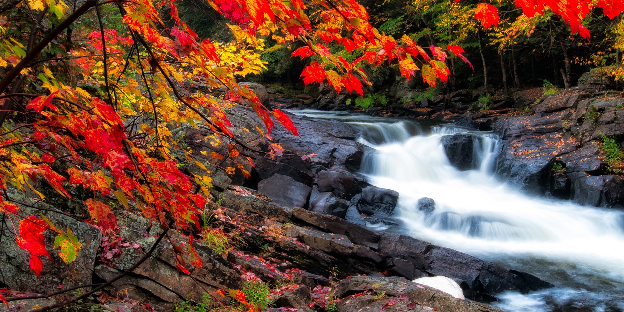 autumn leaves stream Ontario