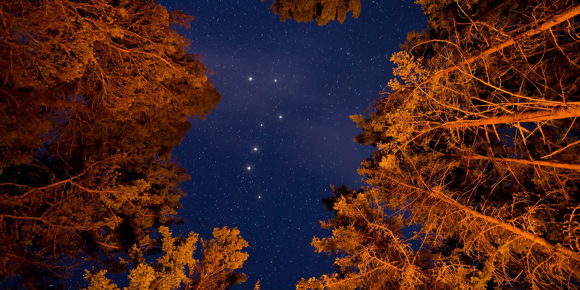 constellation through trees