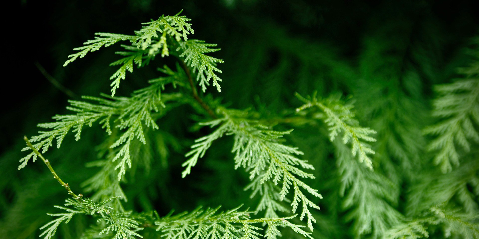 Indigenous Sacred Plants: Red Cedar