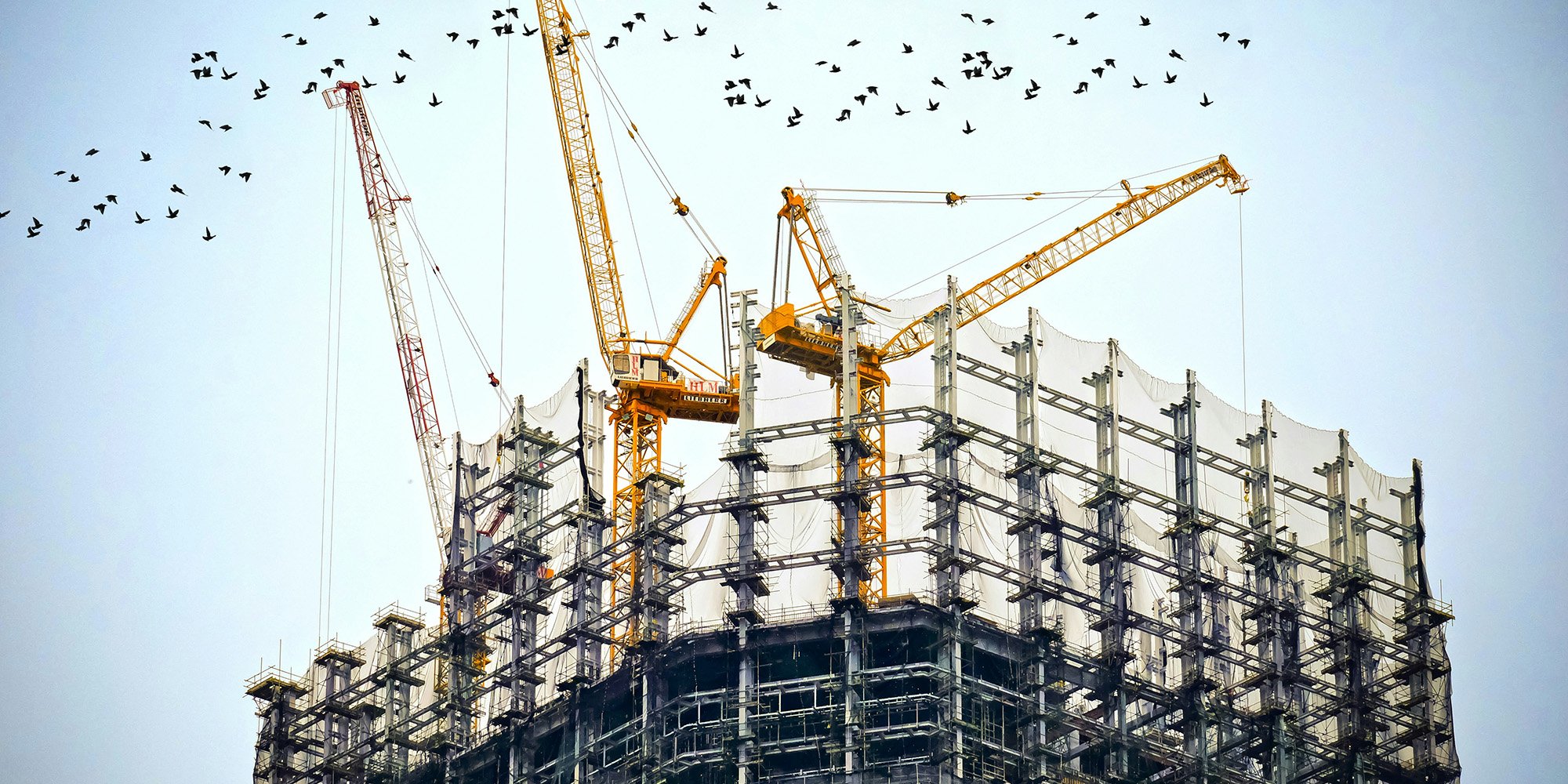 building construction with cranes and birds