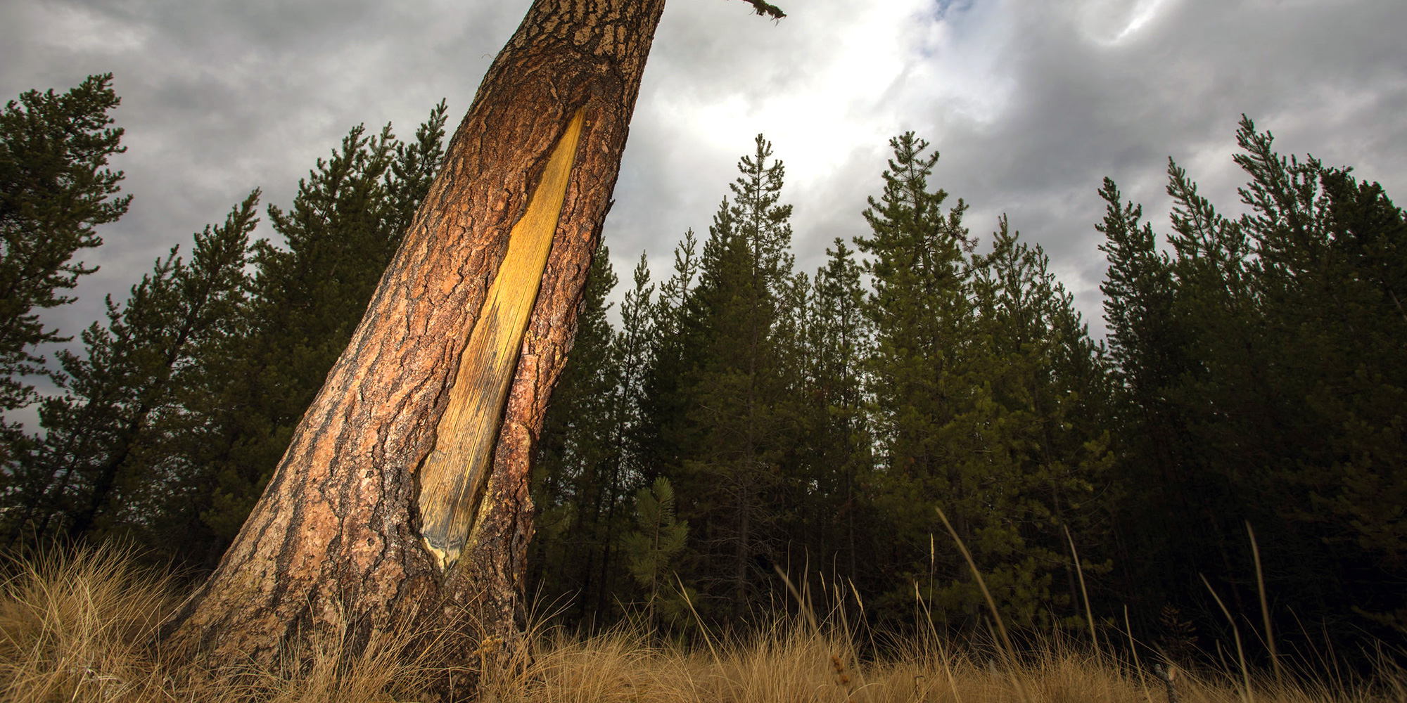 culturally modified tree