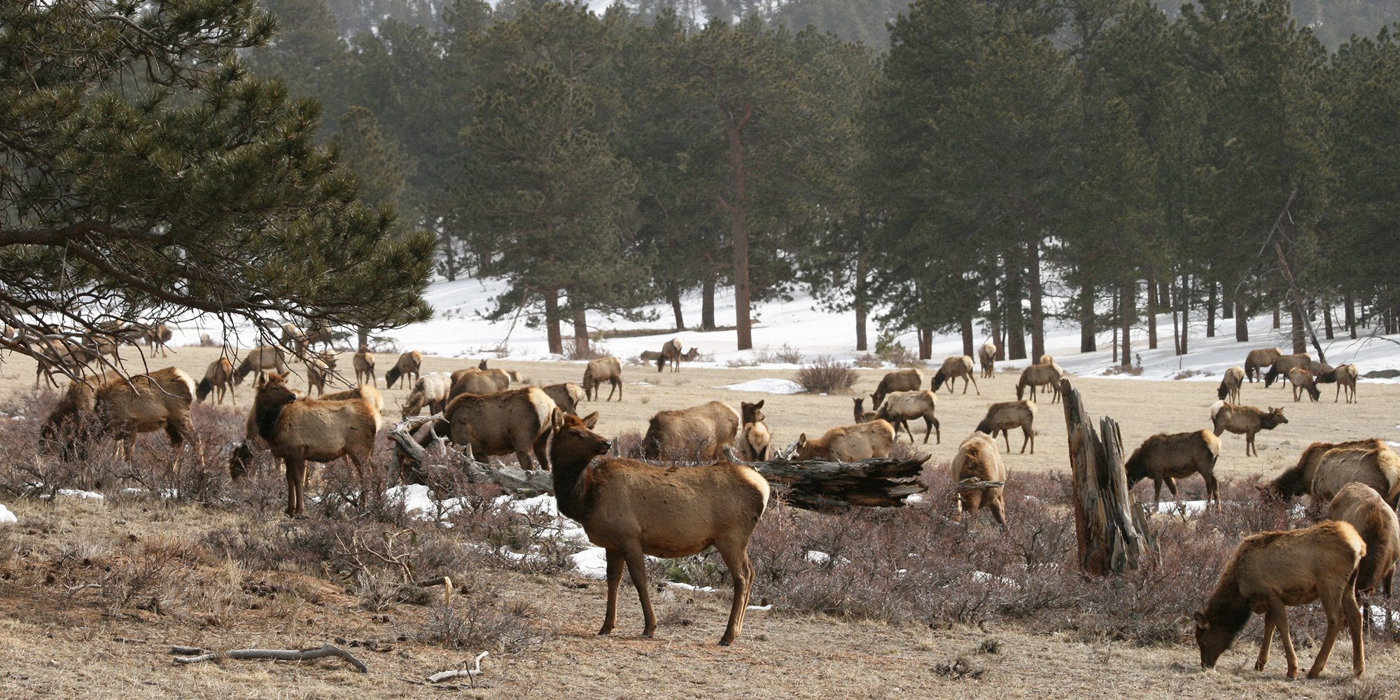 a gang of elk
