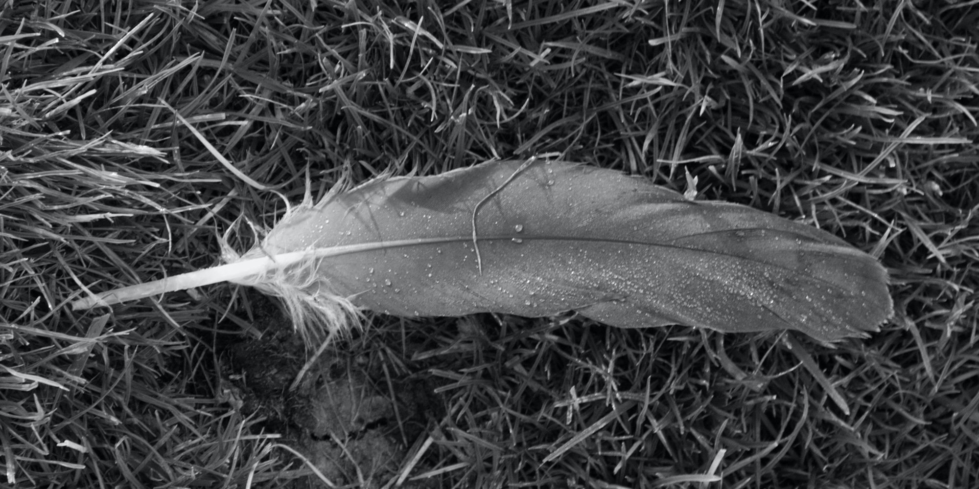 feather on grass B&W