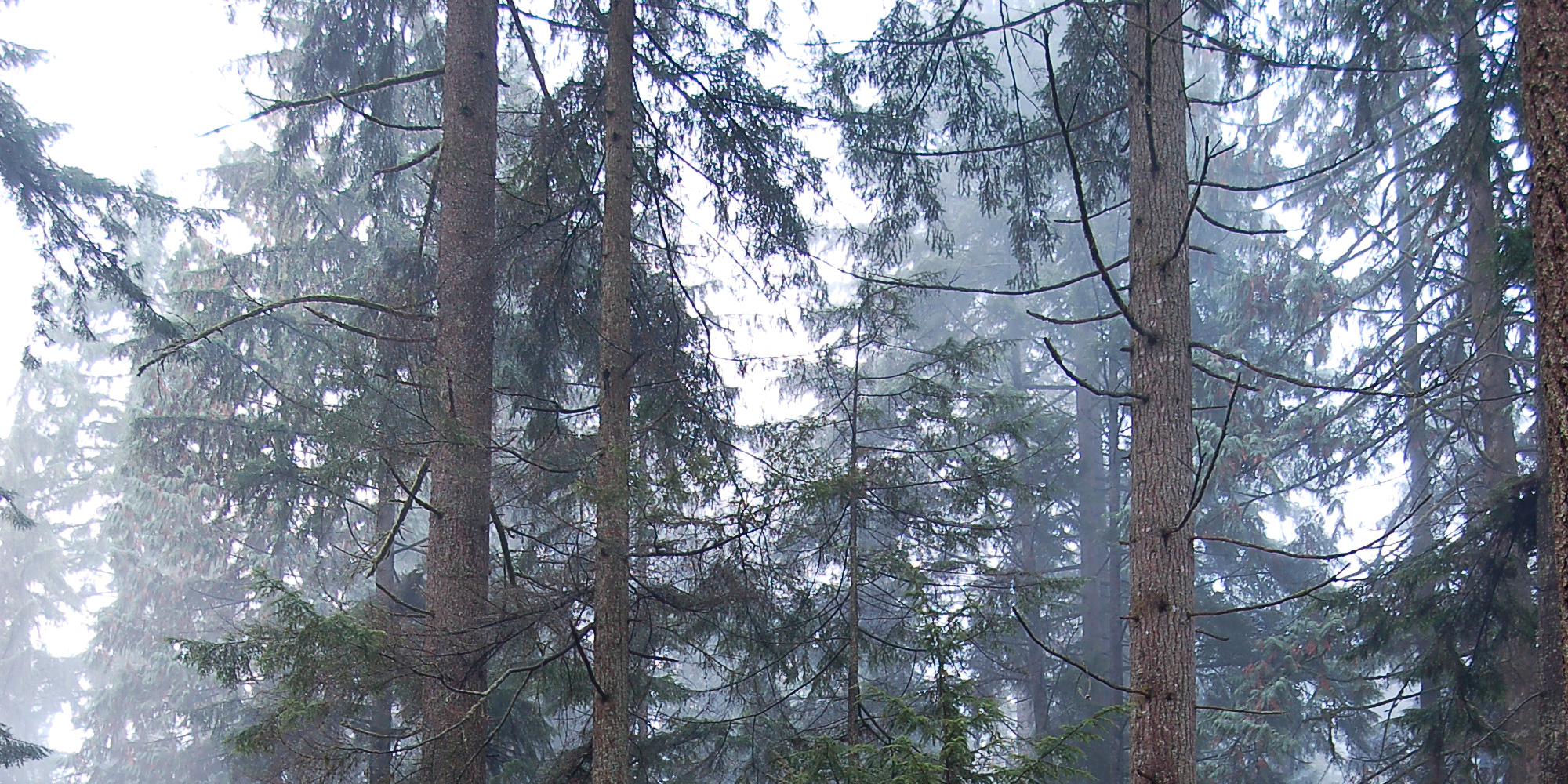 foggy forest