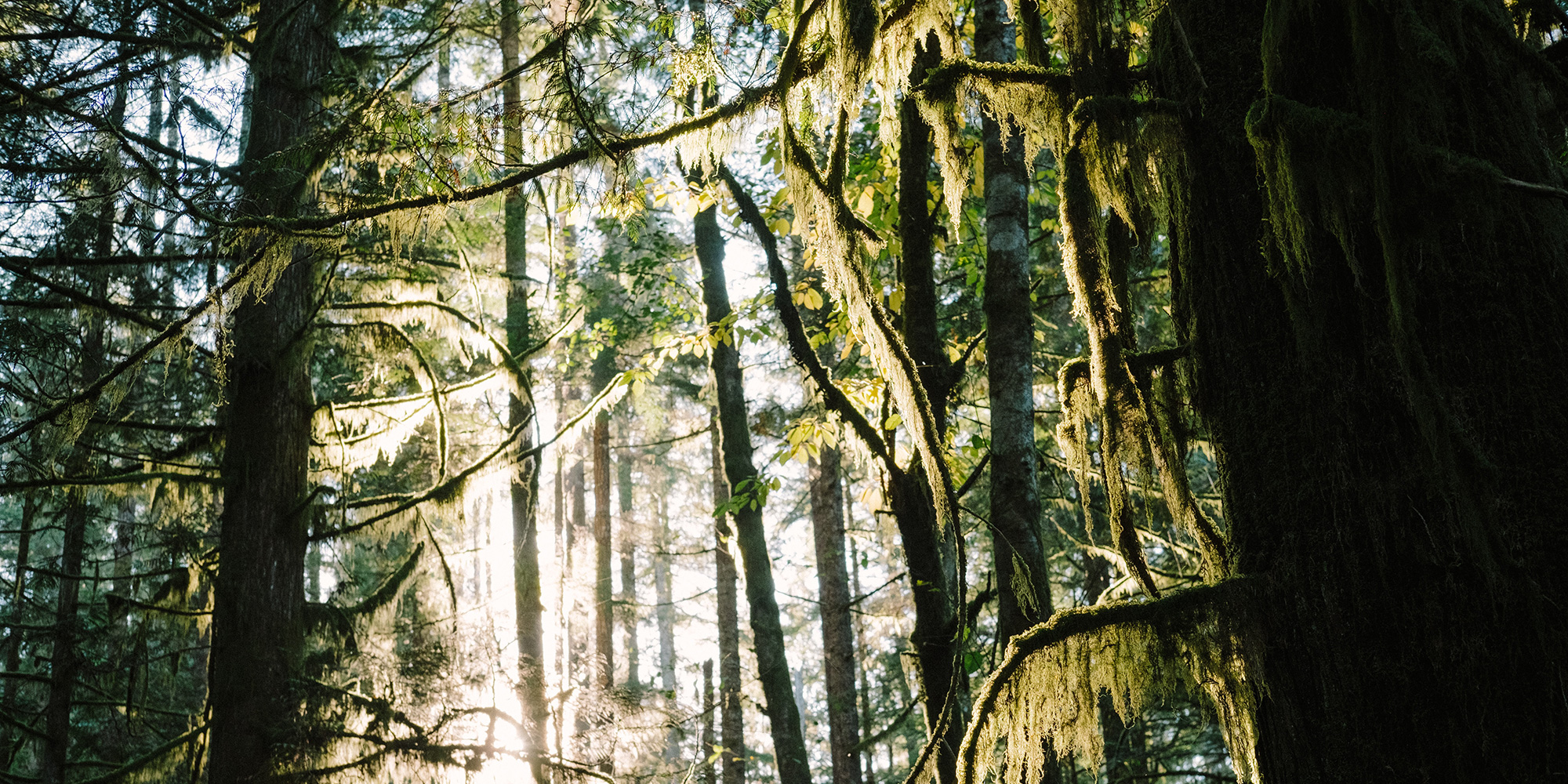 trees in Cumberland, BC