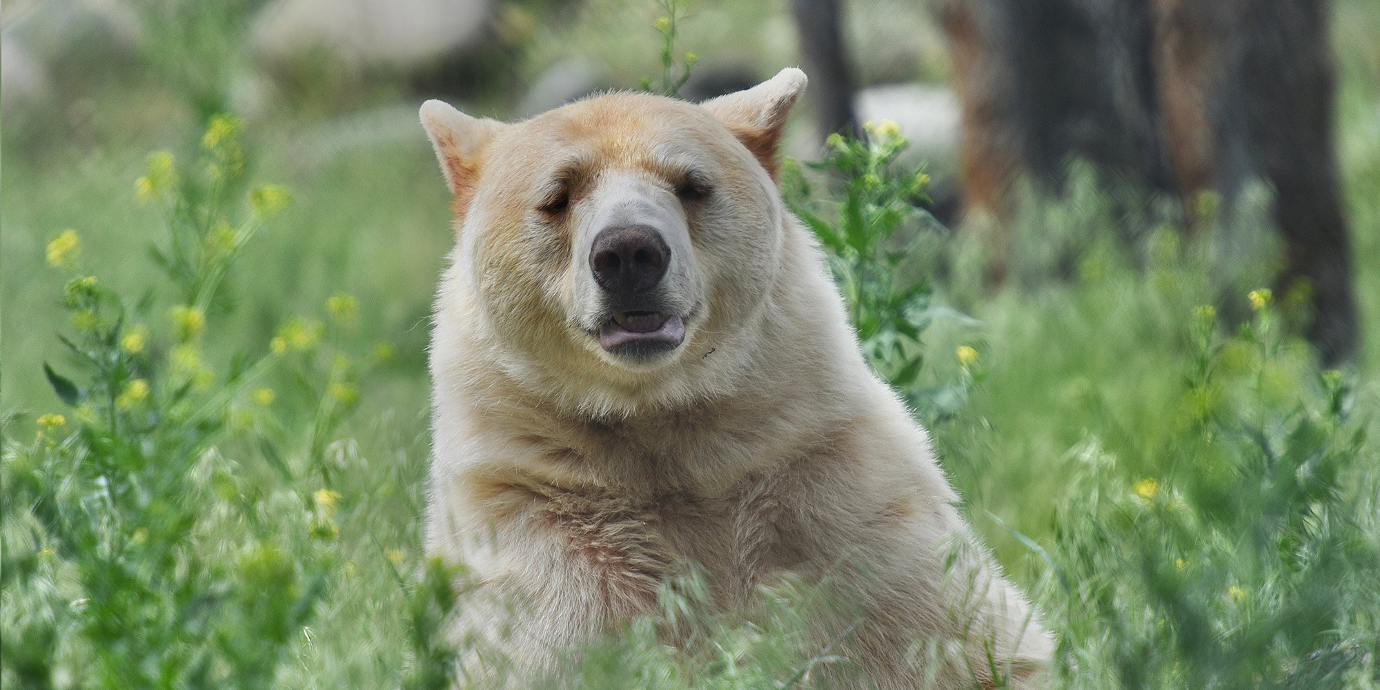 kermode bear or spirit bear