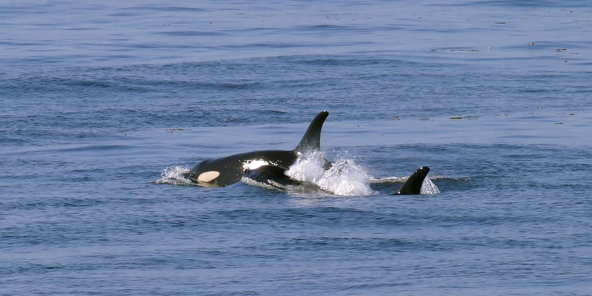 orca whales