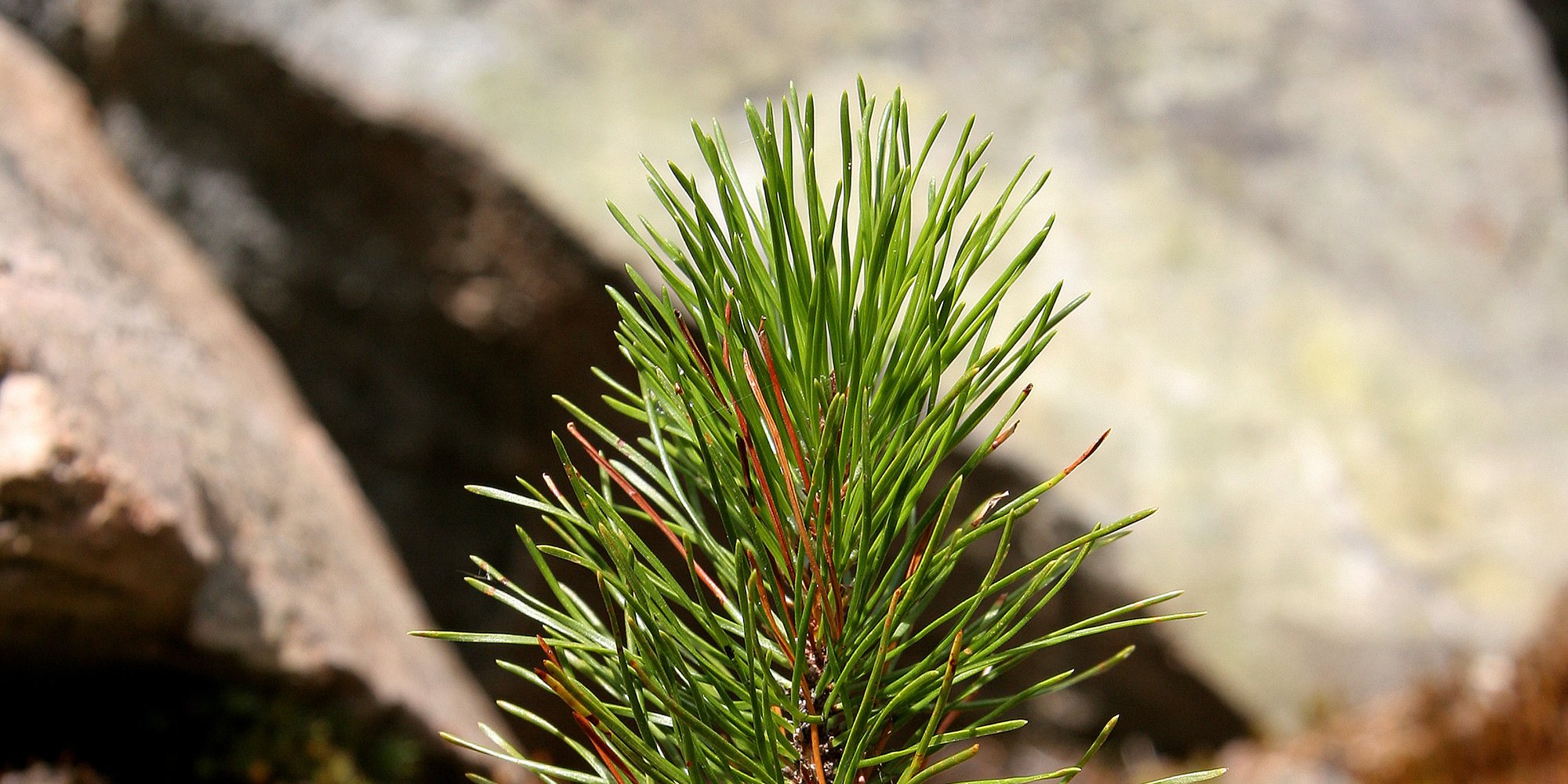 pine sapling