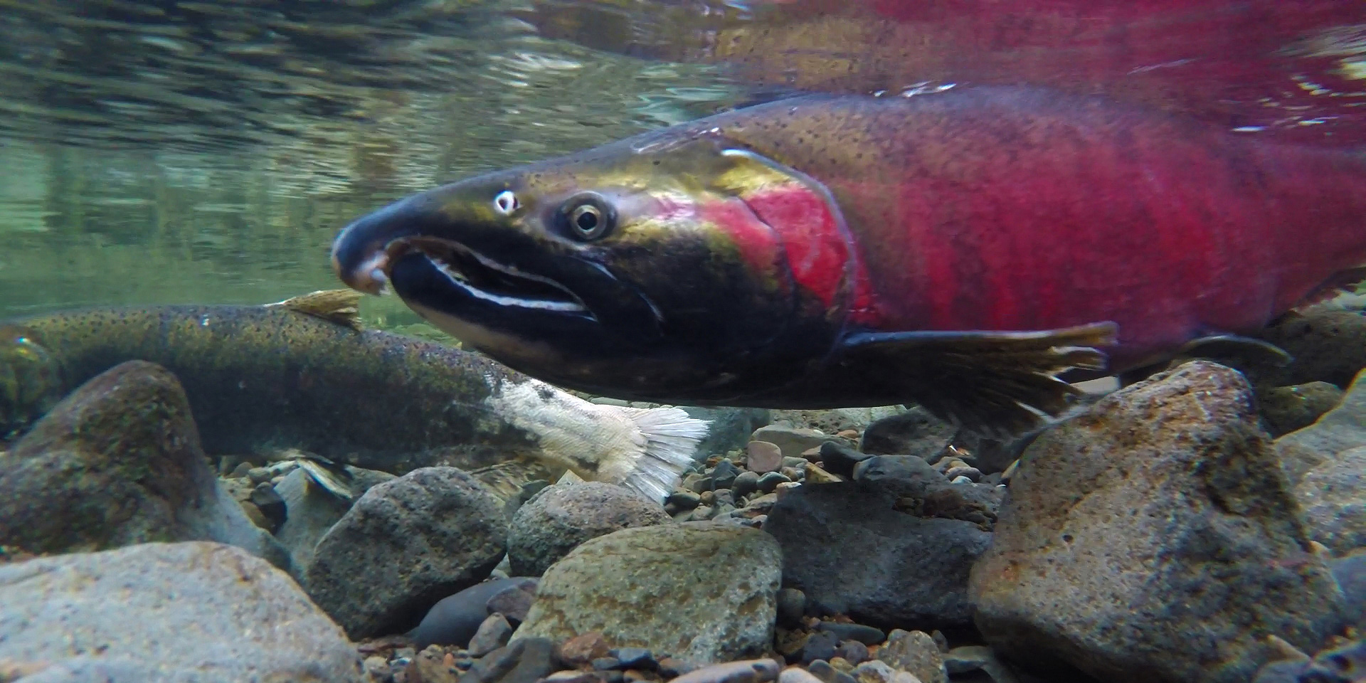 salmon spawning