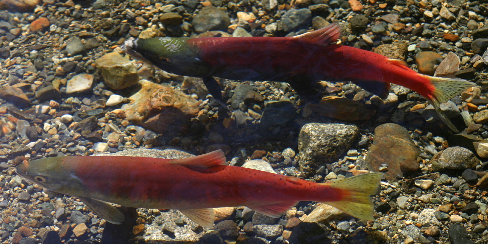 Kokanee salmon