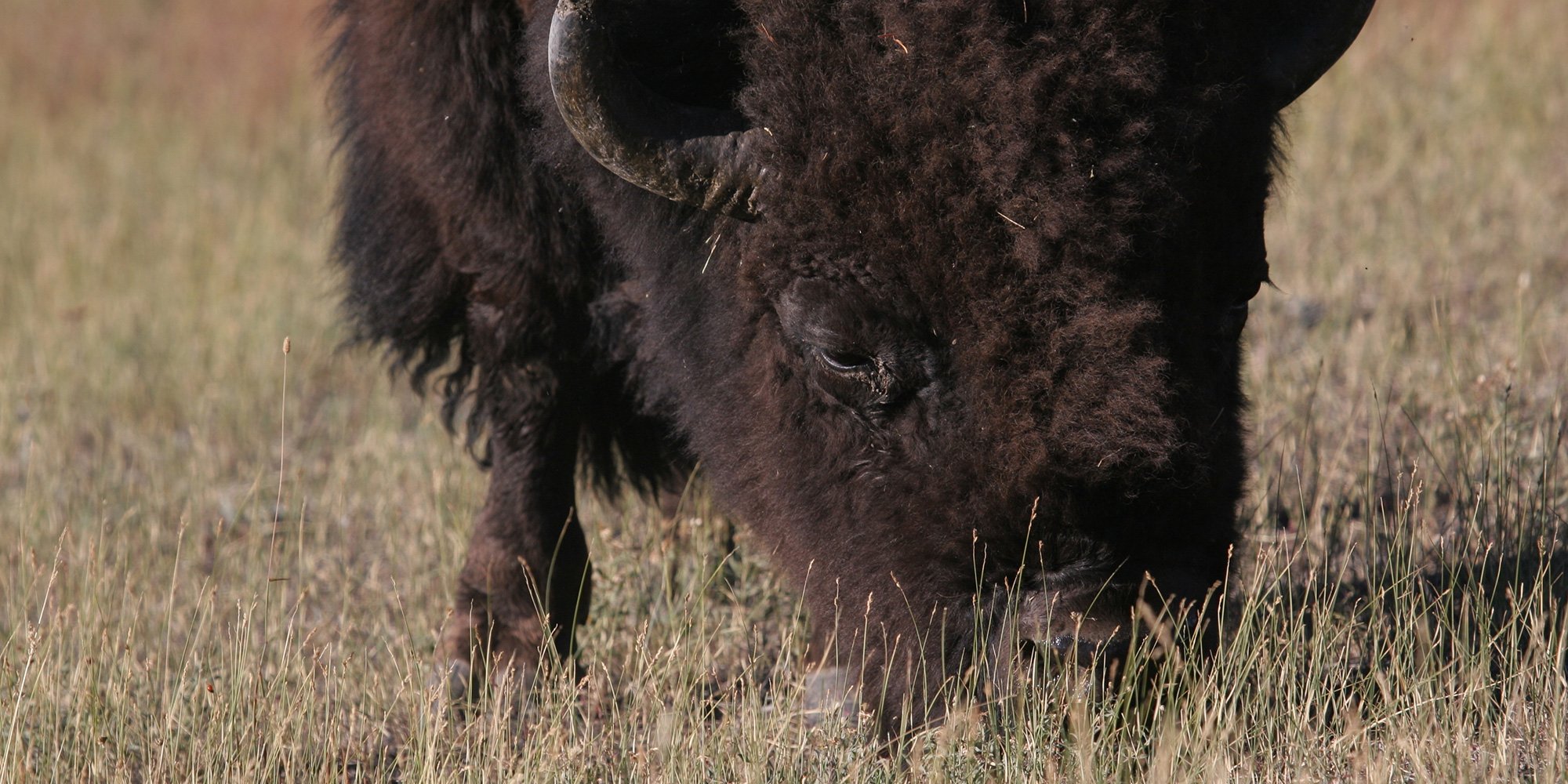 buffalo