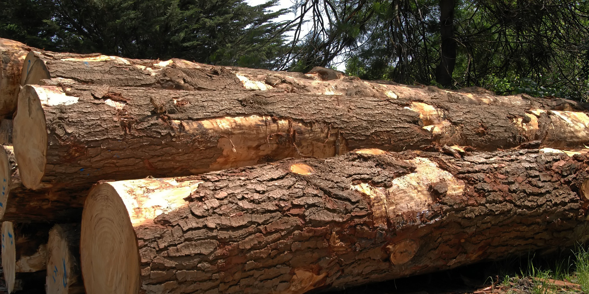 Forestry After Tsilhqot'in