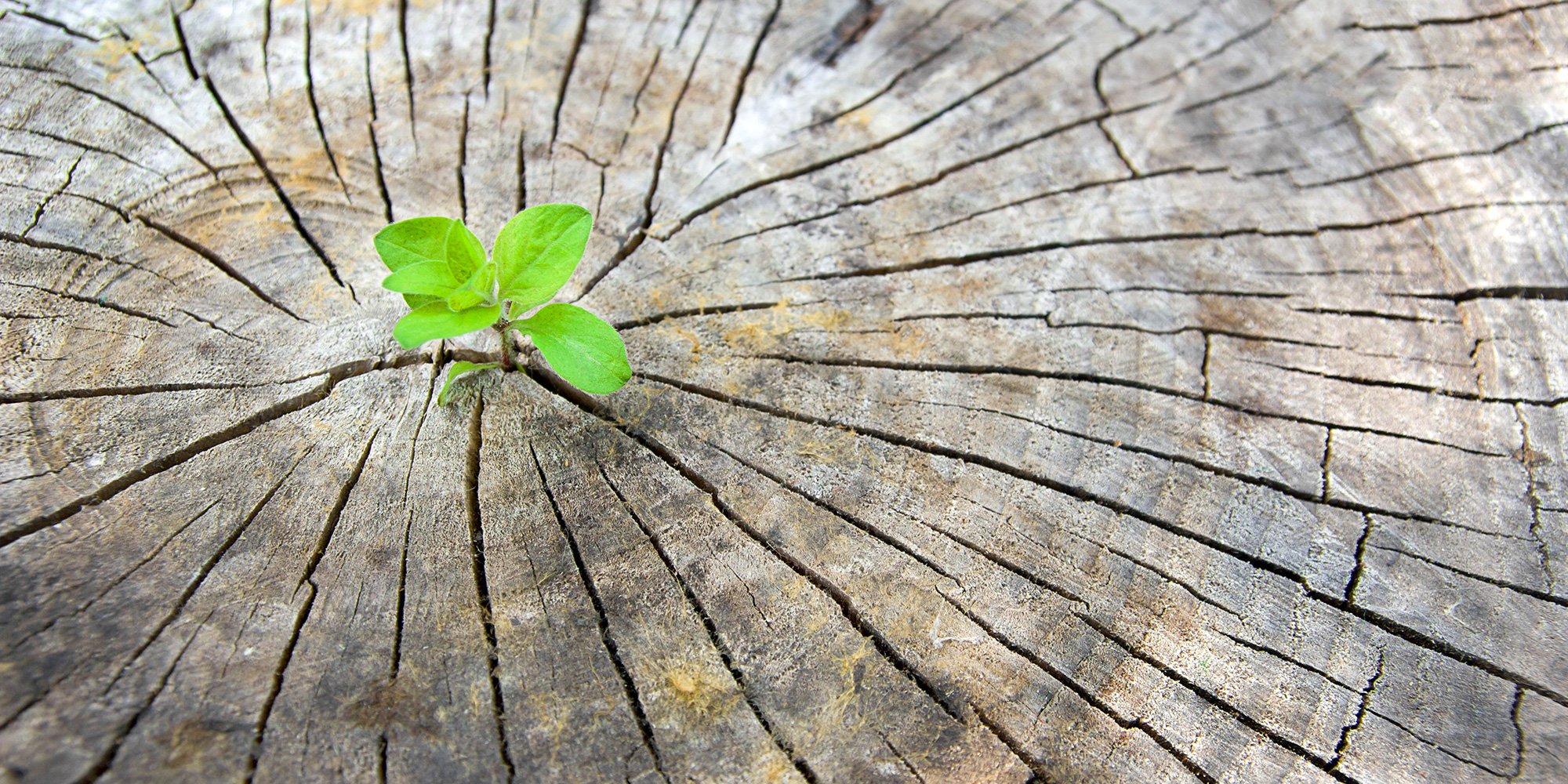plant growing from old tree representing self-determination