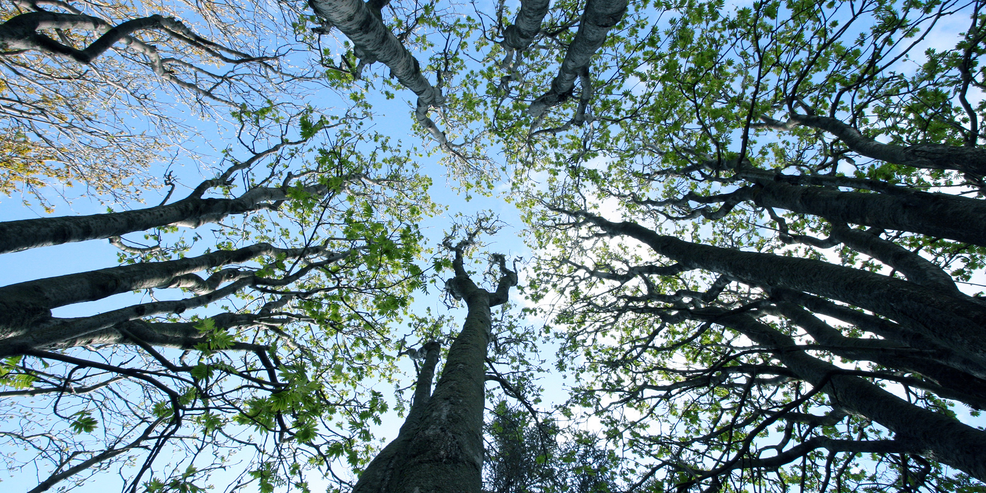 trees seen from the forest floor